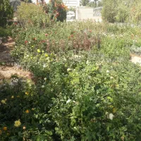 فروش انواع گل رز هلندی رونده ساناز بدون واسطه|گل و گیاه طبیعی|بجنورد, |دیوار