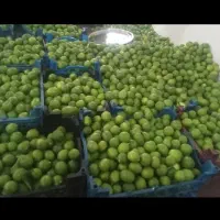 لیمو ترش تازه