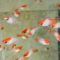 ماهی کالر آنجل زبرا گوپی گلدفیش کوریدوراس فلاور|ماهی|مشهد, سناباد|دیوار