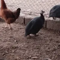 مرغ مصری|حیوانات مزرعه|خسروشاه, |دیوار