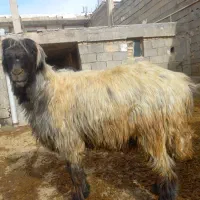 قوچ میش بز|حیوانات مزرعه|کوهرنگ, |دیوار