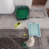 شیتزو کراس 5ماهه|سگ|تهران, استاد معین|دیوار