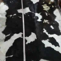 پادری پوست بز