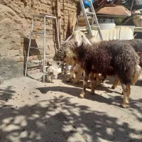 میش بره