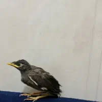مرغ مینا جوجه