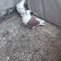 کبوتر پشت گراف المانی|پرنده|مشهد, نیزه|دیوار