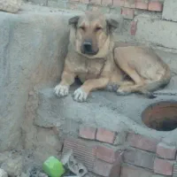 واگذاری سگ سرابی اصل