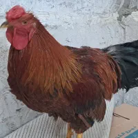 خروس لاری ،