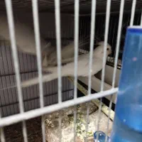 عروس آلبینو مولد|پرنده|اهواز, سپیدار|دیوار