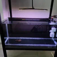 اکواریوم نو با وسایل مفت|ماهی|سنندج, |دیوار