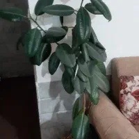 گل خوشکل سرحال|گل و گیاه طبیعی|کاشمر, |دیوار