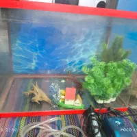 آکواریوم شرکتی|ماهی|قزوین, |دیوار