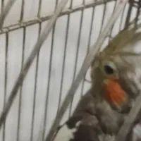 عروس هلندی ماده|پرنده|ری, شهید بهشتی|دیوار