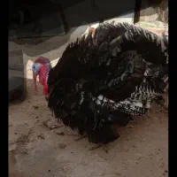 معامله با ای سی دی ۳۲