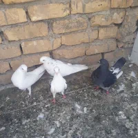 کفتر ماده