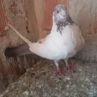 ۱۱۱۱۱۱۱۱۱۱۱