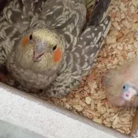 جفت عروس هلندی مولد|پرنده|مهاباد (آذربایجان غربی), |دیوار