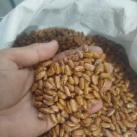 لوبیا چیتی درشت|خوردنی و آشامیدنی|قم, علی آباد|دیوار