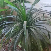 گل پاندانوس