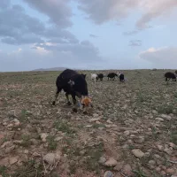 یک راس قورچ پلنگی