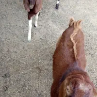 بزغاله نر|حیوانات مزرعه|انبارآلوم, |دیوار