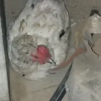 مرغ کرک مست آماده روی. تخم گذاشتن