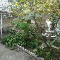 چمن زنی.علفزنی|خدمات باغبانی و درختکاری|رشت, کوی فکوری|دیوار