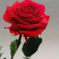 گل مهربان
