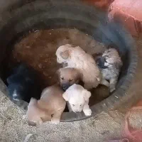 توله ی پاکوتاه