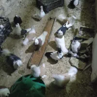 پرنده|پرنده|تربت‌حیدریه, کوی شهید احمدزاده ملکی|دیوار