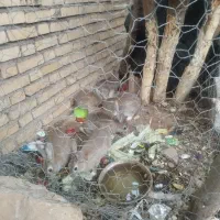 خرگوش|موش و خرگوش|ایذه, |دیوار