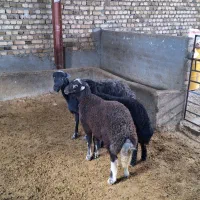 میش و بره دوقلو|حیوانات مزرعه|بروجرد, |دیوار