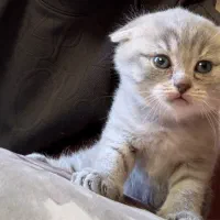 گربه اسکاتیش دختر