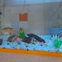 ماهی پنکوسی وسفیدوزرد قرمز