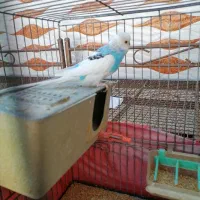 مرغ عشق و فنچ