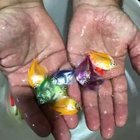 حراج ماهی زینتی کالر فایتر انواع تترا زبرا  و..