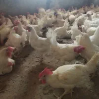 فروش مرغ سفید