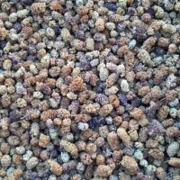 توت خشک امسال|خوردنی و آشامیدنی|تهران, گرگان|دیوار