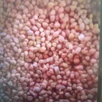 نخود قرمز امسال
