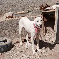 سگ معاوضه با قناری|سگ|نیشابور, فضل|دیوار