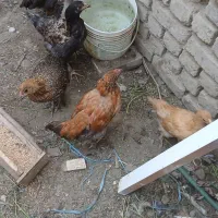 5 عدد جوجه و2 عدد مرغ