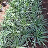 گیاه یوکا باغچه ای سطل۱۰|گل و گیاه طبیعی|تهران, عباسآباد|دیوار