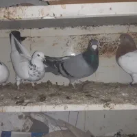 کبوتر اویناخ