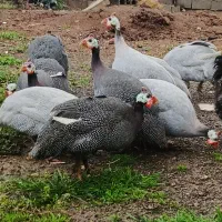 فروش فوری مرغ شاخدار(سیساک)