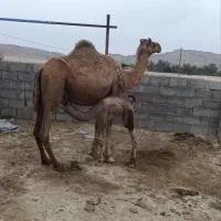 شتر زایده شیری