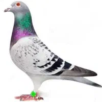 خرید کبوتر جوانه پلاکی مسافتی