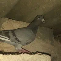 یک  عدد کبوتر سبز