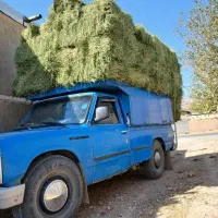 یونجه، کاه، با کیفیت عالی پرگل سبز با قیمت مناسب