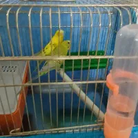 مرغ عشق|پرنده|گرمسار, |دیوار