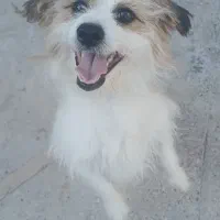 سگ پشمالو و سگ هاسکی